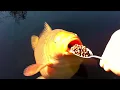 Download Lagu The Most Expensive Koi Fish In The World!