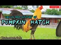 Origin and History of Pumpkin Hatch Gamefowl Bloodline