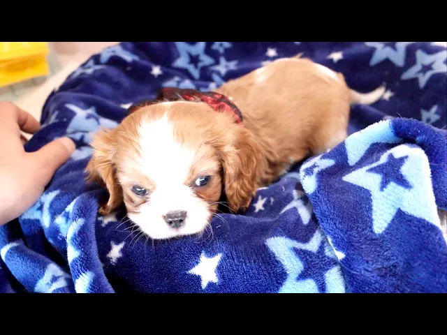 動画