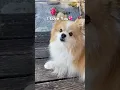 I HAVE A SECRET🤫❤️ #dog #pomeranian #shorts