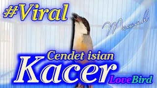 Download CENDET ISIAN LOVEBIRD KACER KAPAS TEMBAK | masteran cendet isian lovebird Kacer kapas tembak MP3