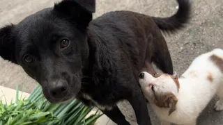 The stray mama dog wagged her tail and gave me a pleading look, hoping I would take in her baby.