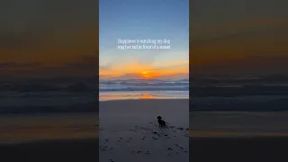 It’s the sitting tail wag for me🥹 #dog #happy #sunset