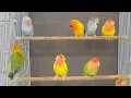 Download Lagu 1 Jam Suara Lovebird Agapornis – Jaga Lovebird Anda Tetap Bahagia!