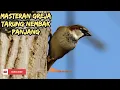 Download Lagu Audio masteran burung gereja tarung untuk masteran murai, cucak ijo dan burung lomba lainnya.