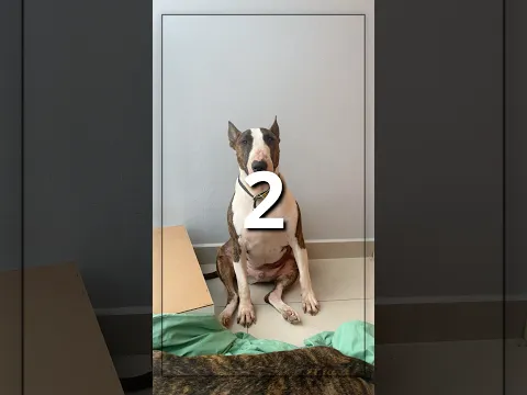 NOVO SQUISHY DO HULK 🐶❤️ #shortsviral #humor #cachorro
