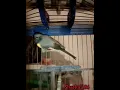 Download Lagu Suara burung mantenan kecil gacor #shotrs