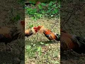 Download Lagu perangkap tradisi ayam hutan merah #ayamhutan #perangkapayamhutanmerah #perangkap