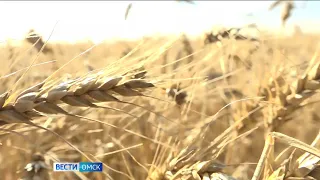 Омские аграрии собрали 1,3 млн тонн зерна