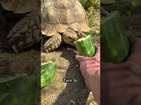 Tortoises DEVOUR Massive Cucumber 🥒 #shorts #tortoise