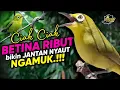 Download Lagu Ciak Ciak Kecial Kuning BETINA RIBUT Ampuh Bikin Kecial JANTAN NYAUT NGAMUK‼️| PEPADU KECIAL