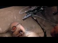 Alice In Chains - Whale & Wasp