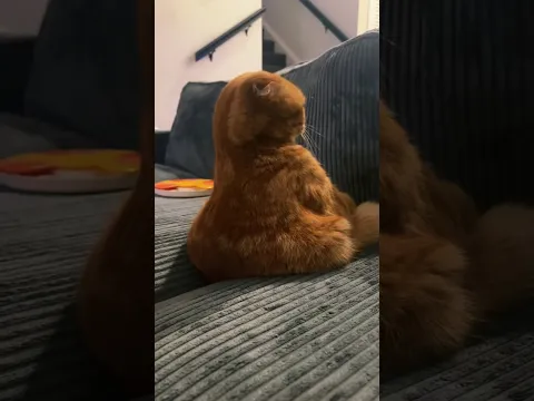 Orange Cat Pouts on Couch and Turns Around To Make Sure Owner Sees