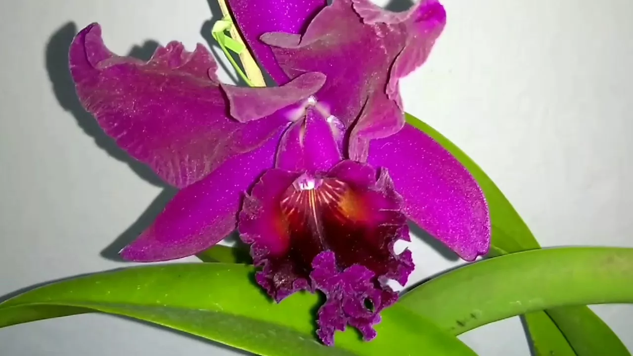 BELÍSSIMA ORQUÍDEA CATTLEYA BLC CHIA LIN NEW CITY