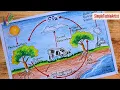 Carbon Cycle diagram drawing step by to draw carbon cycle diagram for projects