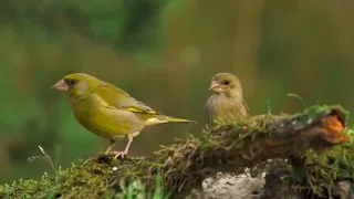 ان الله وملائكته يصلون على النبي مكررة بصوت خالد جليل 