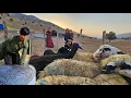 Download Lagu 🐑⛺ The Shepherd Brought the Sheep to Shaukat | Building a Temporary Shelter for the Flock