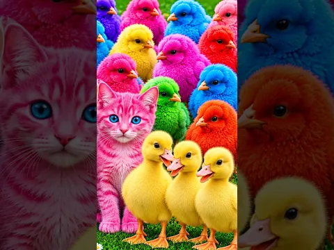 Tangkap Ayam Lucu, ayam warna warni, ayam rainbow, kelinci lucu, bebek lucu, ikan koi, Hewan Lucu