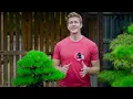Download Lagu Pine Bonsai - Seasonal Species Guide | Bonsai-U