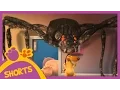 Download Lagu Pat and Stan |  Super Big Spider (short)