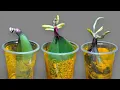 Download Lagu 🌸Just rice! Orchid leaves grow 200% of roots immediately and bloom super flowers