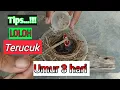 Download Lagu cara meloloh terucuk dari umur 3 hari BARU MENETAS