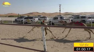 الشوط 8 شاهين لـ محمد حمد راعي القحير الدرعي 1 38 87 شاره الصندوق 2020 2 7 الرقيعات فطامين 