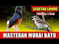 MASTERAN MURAI BATU - suara Sikatan Londo rapat jernih keras berjeda 1 menit FULL 1 JAM variasi 2