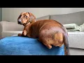 Lagu Mini dachshund: When the world does not fit your long body