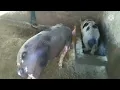 How do you fatten up your pig quickly?