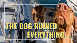 E37 PAINTING our DECKS (kiwi grip) to PROTECT our DOG