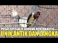 Download Lagu REVIEW HARGA TERKINI ANEKA JENIS BURUNG UNIK ANTIK LANGKA DI PASAR BURUNG PRAMUKA