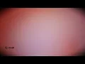 ADIÓS | (Slowed+Reverb) | Rawan | Lo-fi Song | Arabic Song
