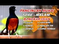🔴 LIVE 5 - Pancingan Murai Batu Pagi Hari Full Isian Tembakan Panjang Murai Apapun Pasti Nyaut