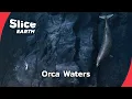 Why Beaked Whales Dive Nearly 10 000 Feet Part 4 SLICE EARTH