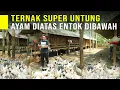 Download Lagu Ternak Ayam Sensi Dan Entok Dalam Satu Kandang Hasilkan keuntungan besar \u0026 Hasil Panen Melimpah