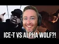 Download Lagu Alpha Wolf - Sucks 2 Suck (feat. Ice-T) Reaction // The New Rap Rock!