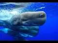 MUDROST VELRYB WHALE WISDOM Trailer 2018