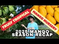 Lagu Inside the 2025 Mango Season at Truly Tropical Nursery | Mango Hedge Update + Top Varieties