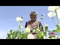 Lagu Children's working in opium fields