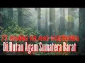 Download Lagu 77 Orang Hilang, Misterius Di Hutan Agam Sumatera