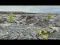 Primary succession Ecology Hawaii Volcanoes National Park HI