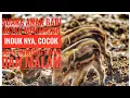 Download Lagu Suara anak babi hutan, cocok buat pemanggil sang induk dan sang bapak buat Hunting!!