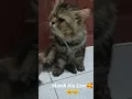 Download Lagu Mandi Ala Zoro Ya Jilat Badan sampai kebawah😸😺 #shorts #cat #mandi #kucing