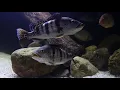 What Are They Saying? Reading Fish Body Language