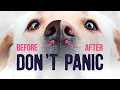Dog s Nose Gone PINK Don t Panic