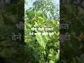 Download Lagu बदन को वज्र बनने वाली जड़ी  सम्पूर्ण जानकारी के लिए हमारे@ayurvedahealthzone3810 पर क्लिक करें