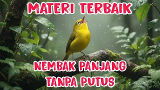 terbaru masteran pleci full nembak panjang tanpa jeda 