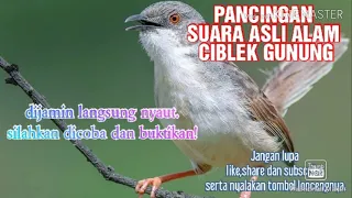 Download PANCINGAN SUARA CIBLEK GUNUNG ASLI DI ALAM, DIJAMIN LANGSUNG NYAUT!!! MP3