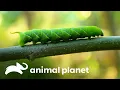Como se convierten en mariposas las orugas Los Secretos del Mundo Animal Animal Planet